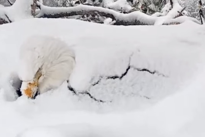 bald eagle protects nest from snow