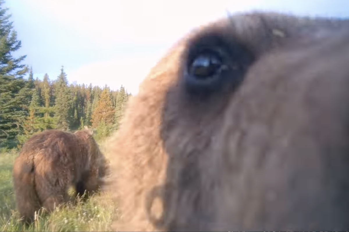 bear cub trail cam