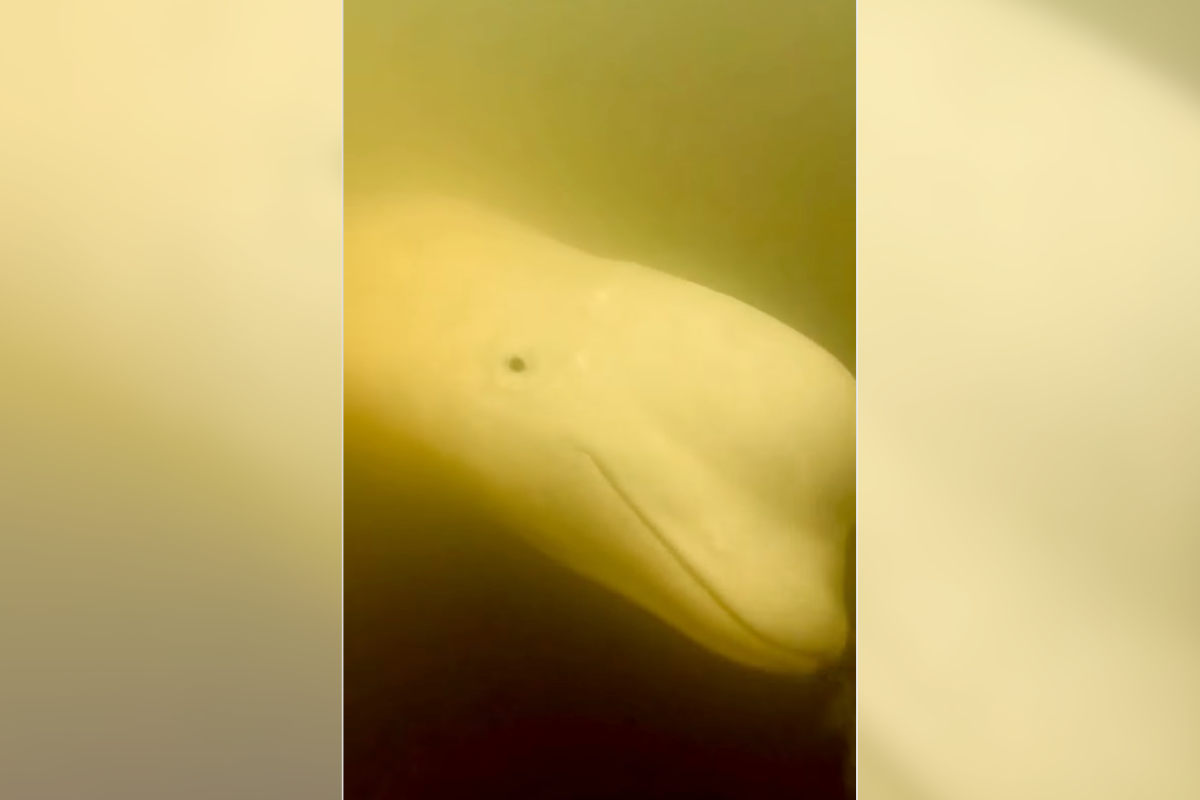 beluga underwater camera