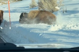 bison snow