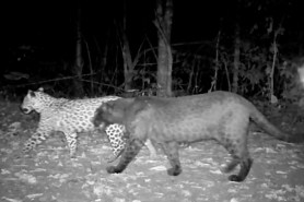 black leopard trail cam