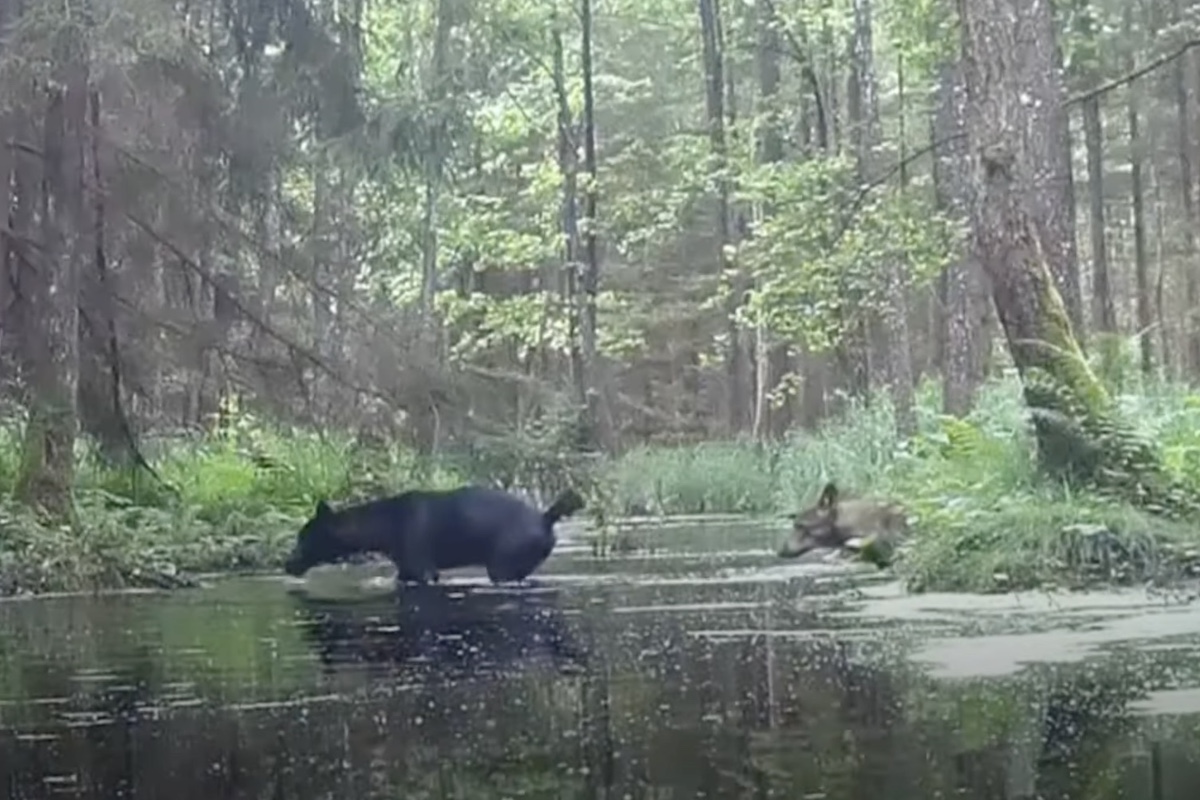 black wolves trail cam Poland