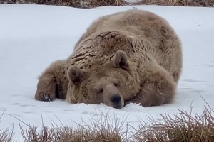 Nature's Most Skilled Napper': Lazy Bear Lies Down, Licks Snow