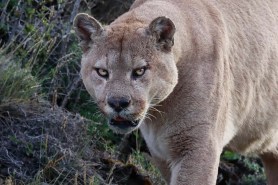 carnaza puma torres del paine