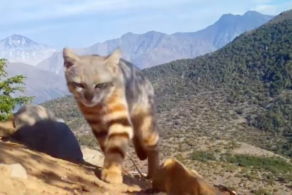 colocolo cat trail cam