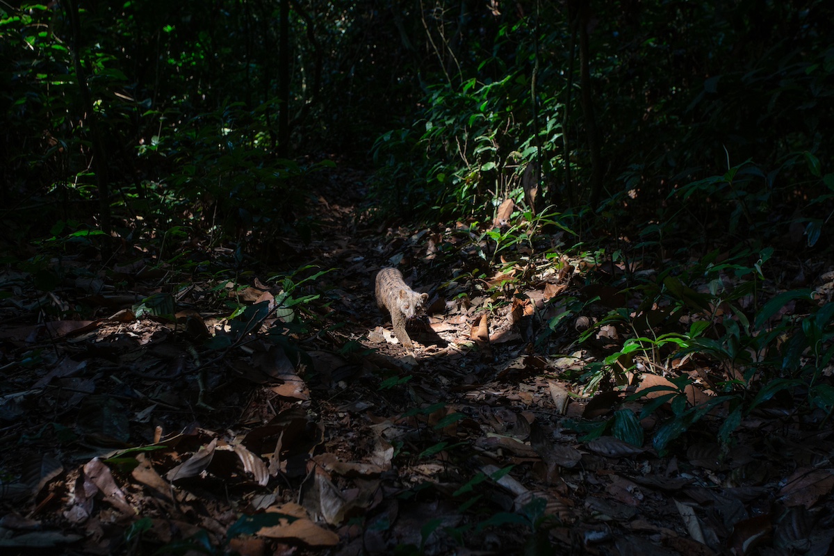 congo rare mammals