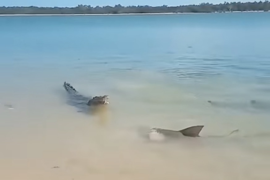 croc shark australia