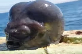 deep sea fisherman catches alien fish