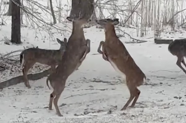 deer fight backyard