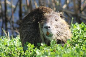 eat nutria