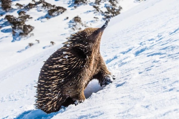 echidnas snow