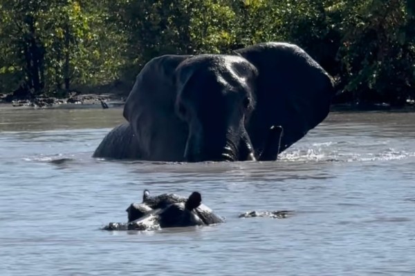 hippo vs. elephant