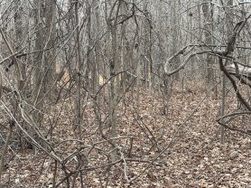 find all three deer