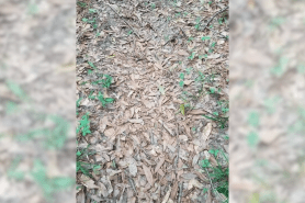 find the copperhead snake