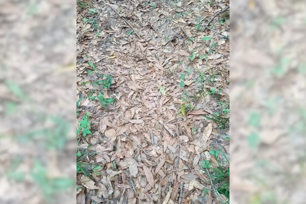 find the copperhead snake