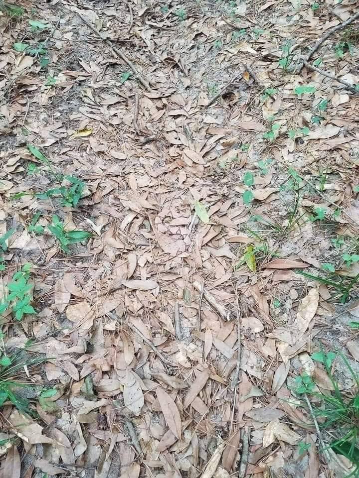 find the copperhead