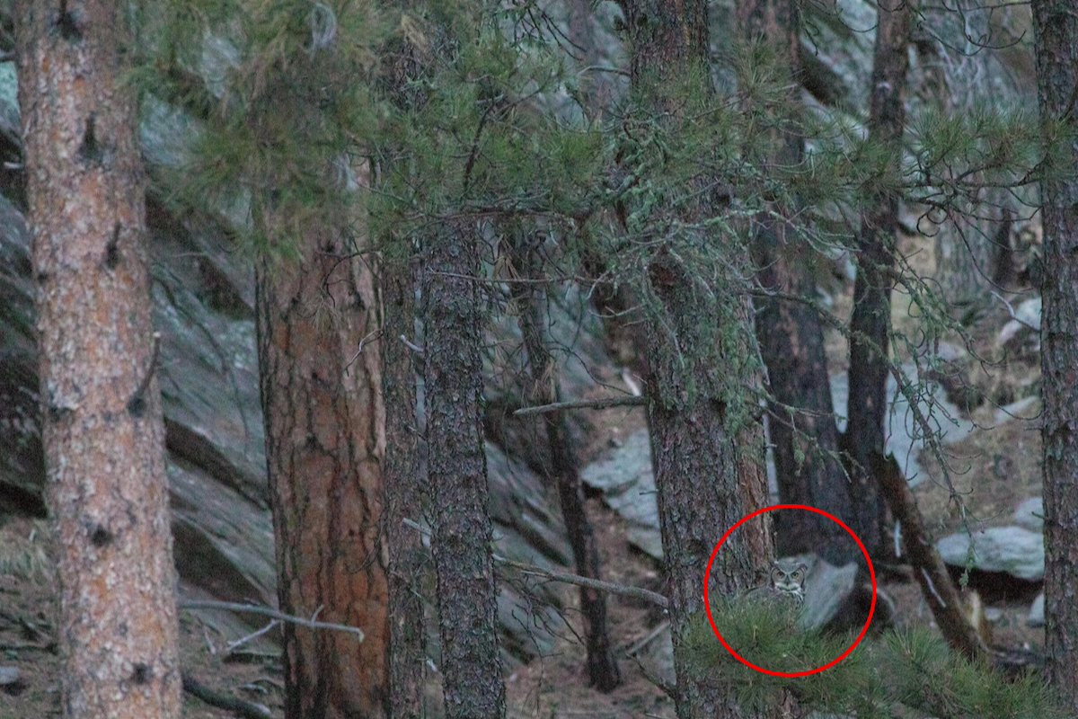 find the great horned owl answer