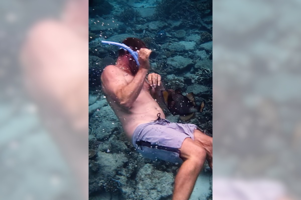 fish attack snorkeler