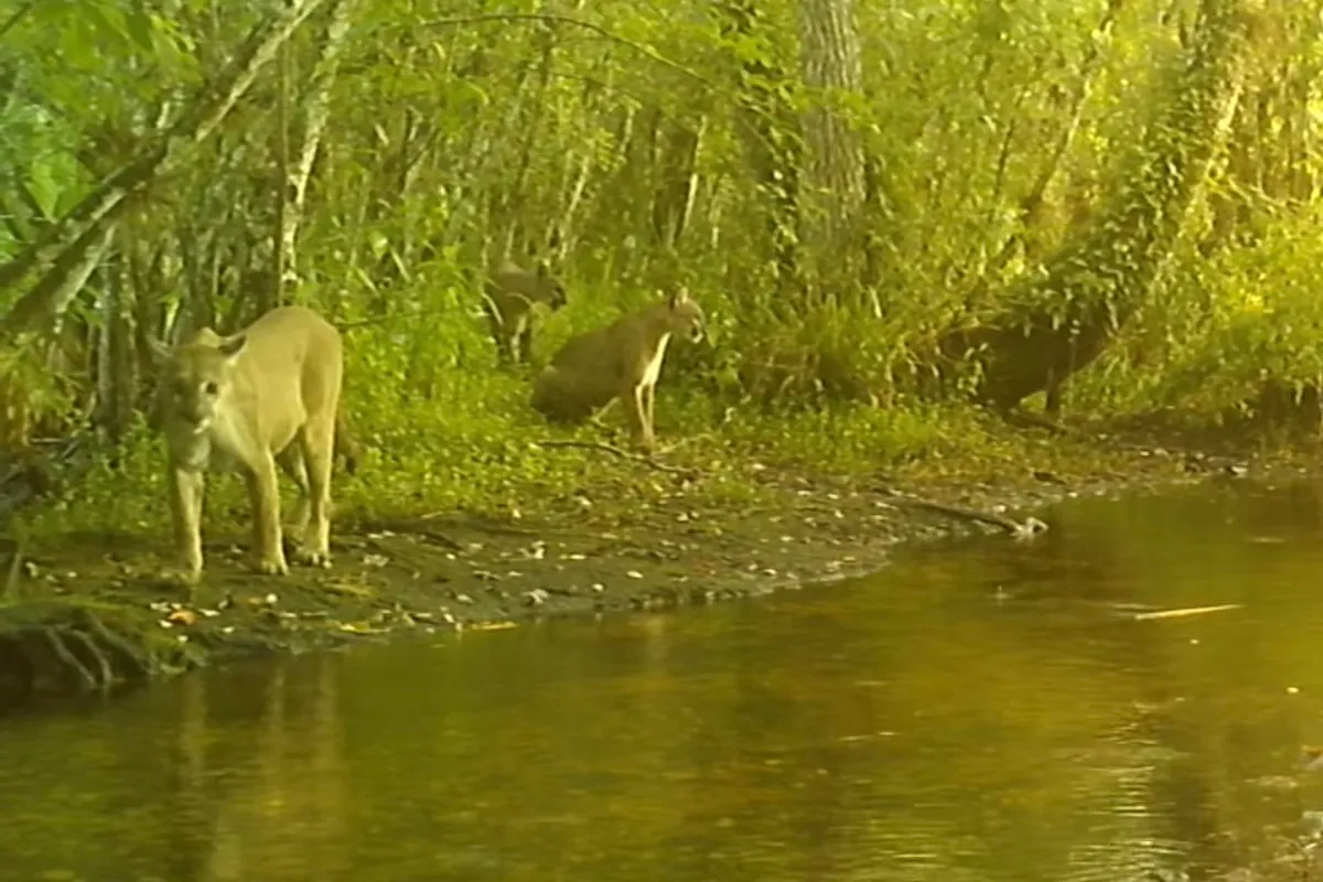 florida panther growl