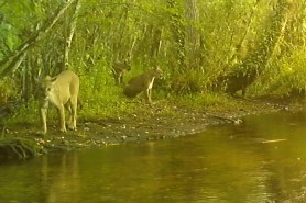 florida panther growl