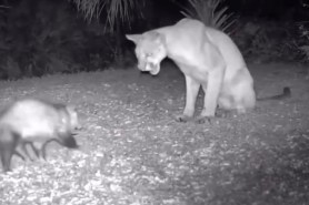 florida panther vs. possum