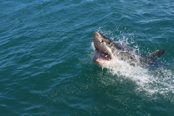 great white shark kayaker