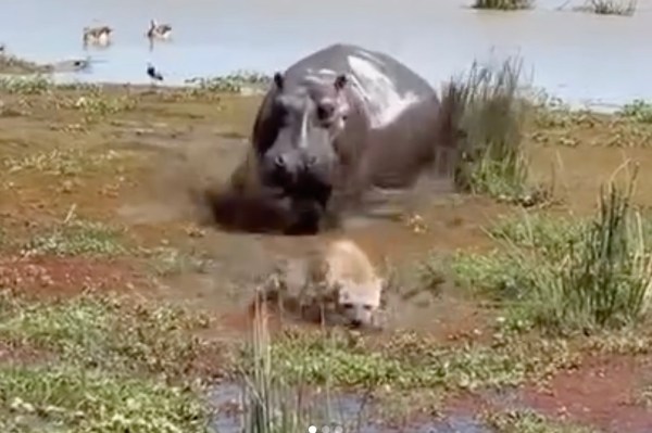 hyena hippo