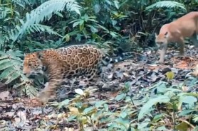 jaguar puma costa rica