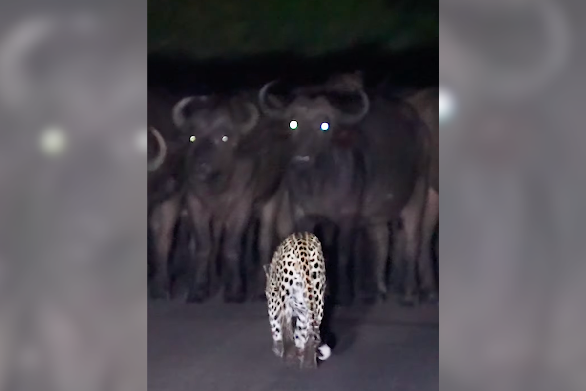 leopard buffalo calf