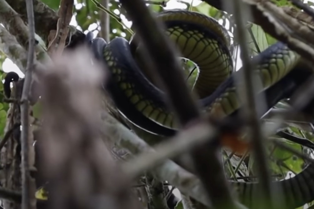 mambas mating video