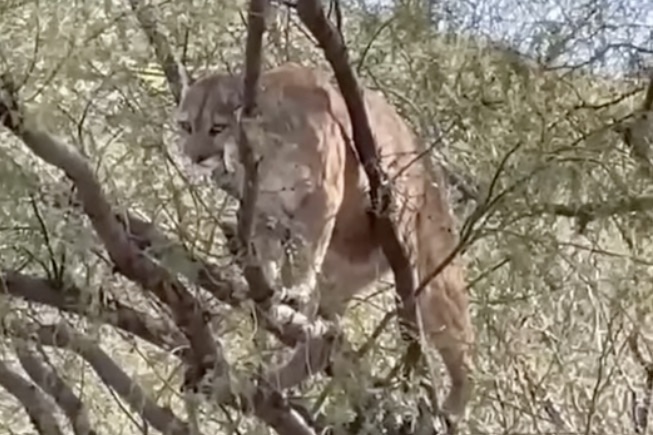 mountain lion tree parking lot arizona