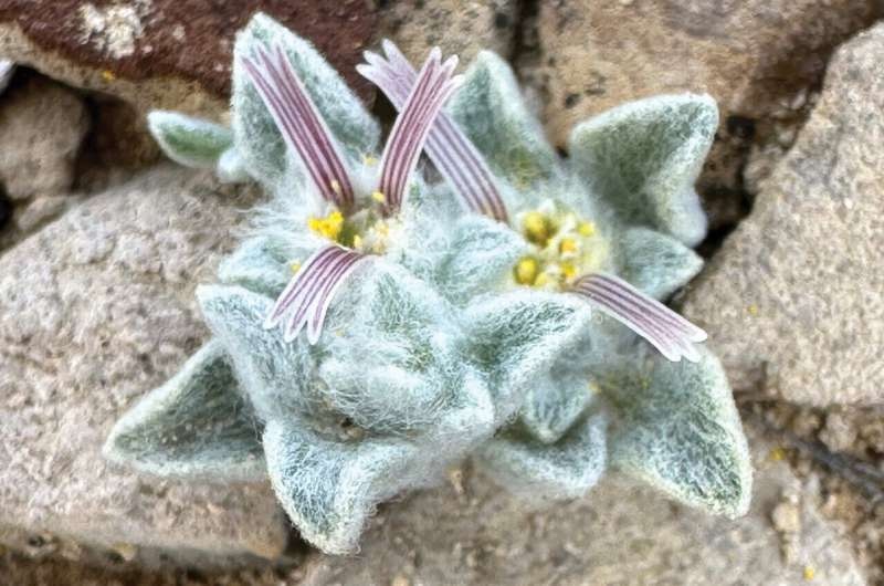 new plant species big bend national park