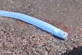 oarfish alive