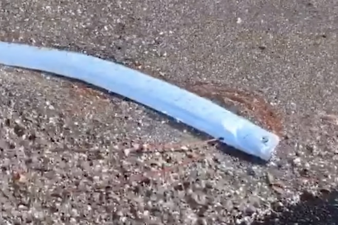 oarfish alive