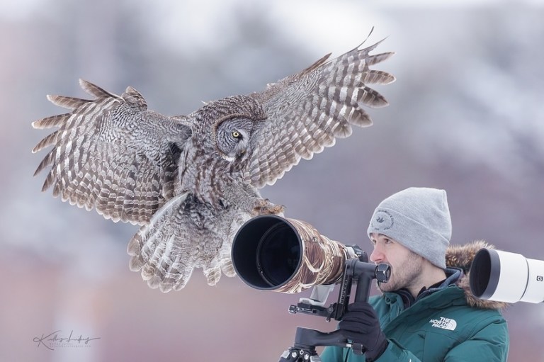 owl lands on camera