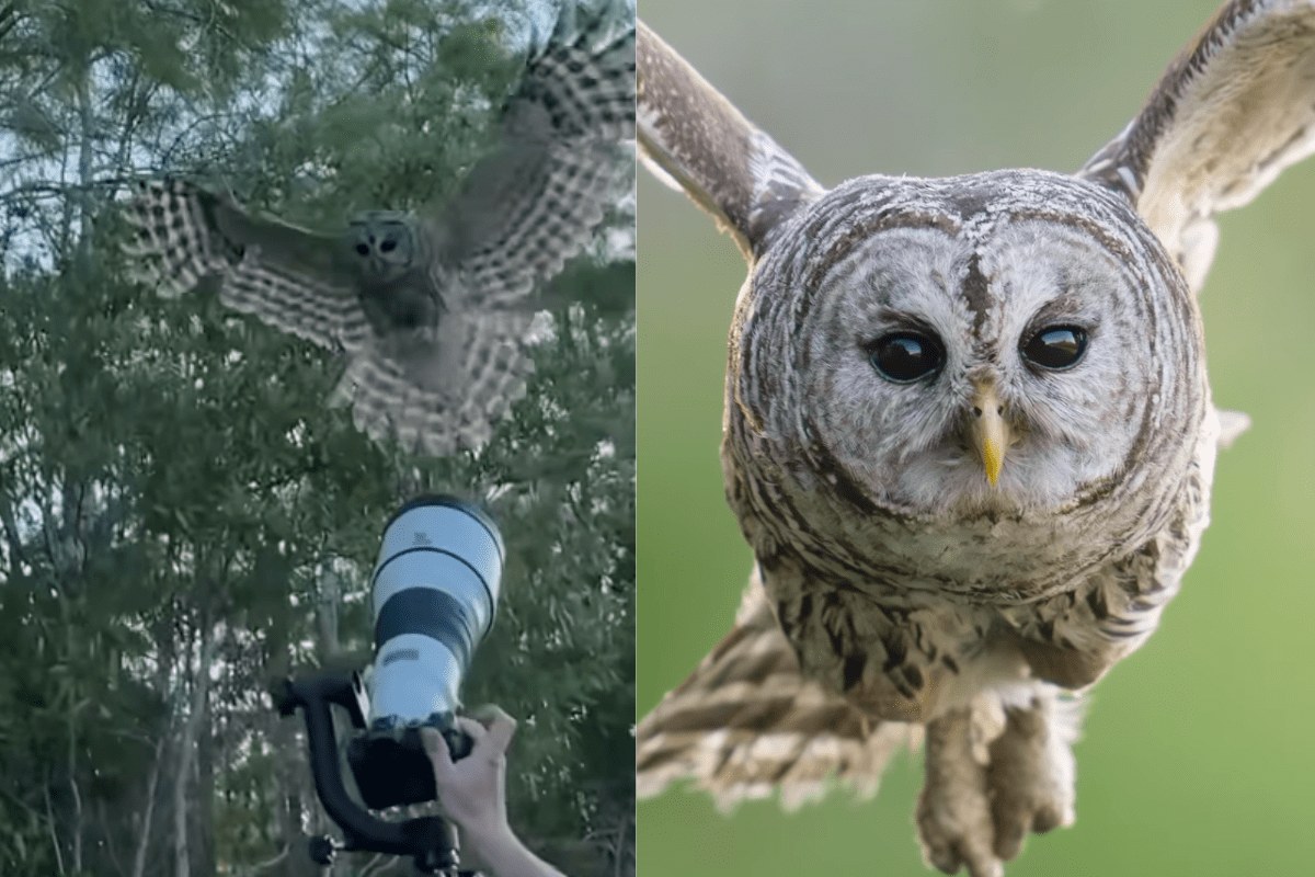 owl photographer