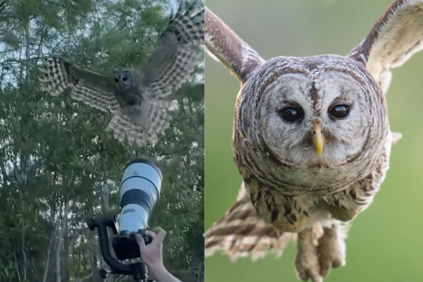 owl photographer