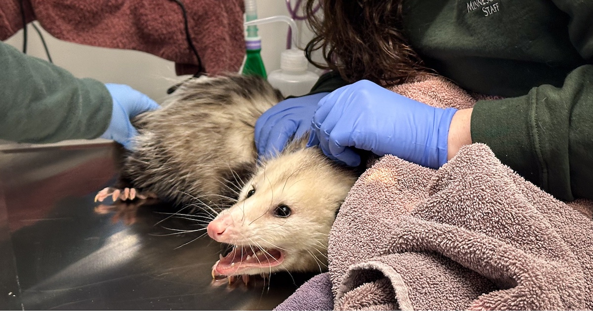 possum costco cake