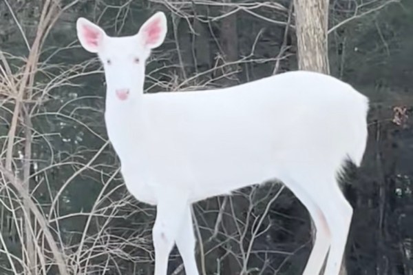 rare albino deer