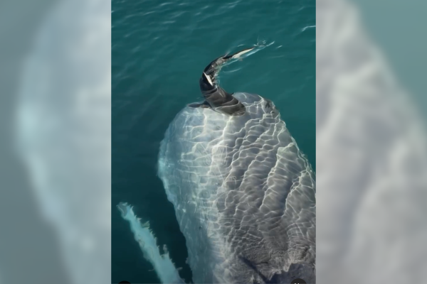 shark sperm whale