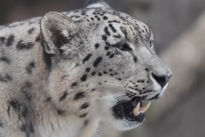 snow leopard sound