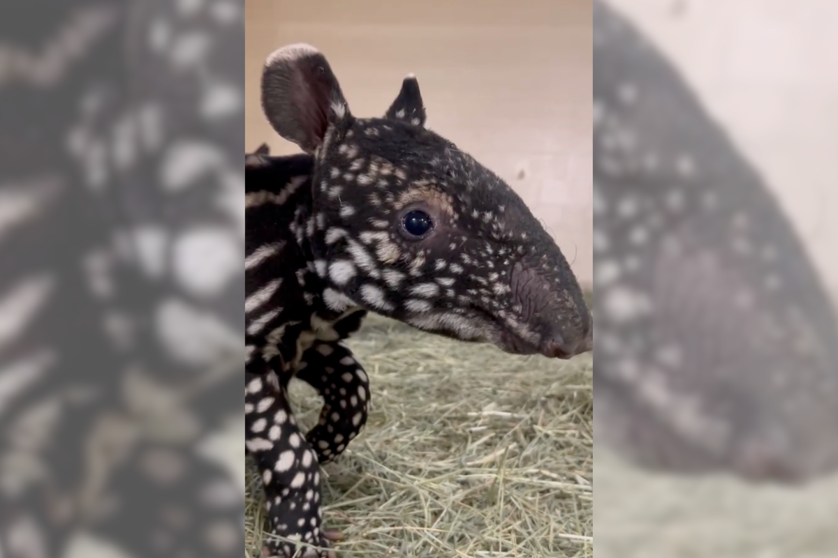 tapir birth