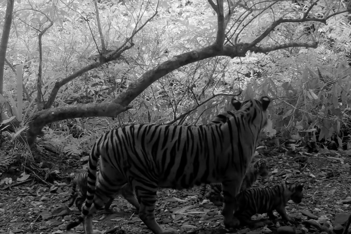 tiger triplets Thailand