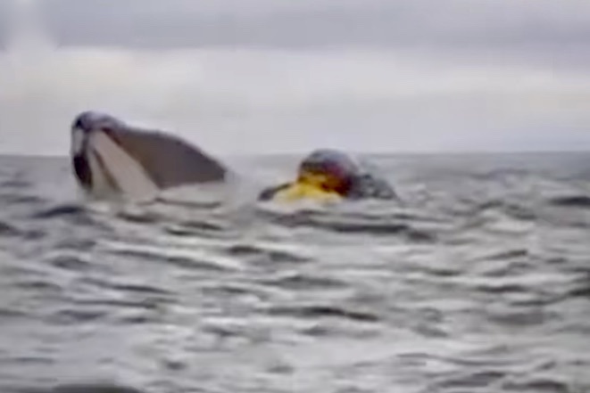 whale swallows kayaker