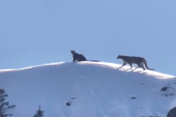 wild cougar yellowstone