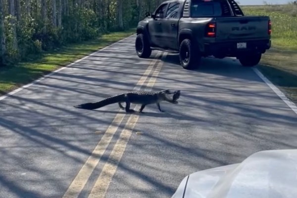 alligator crosses road turtle