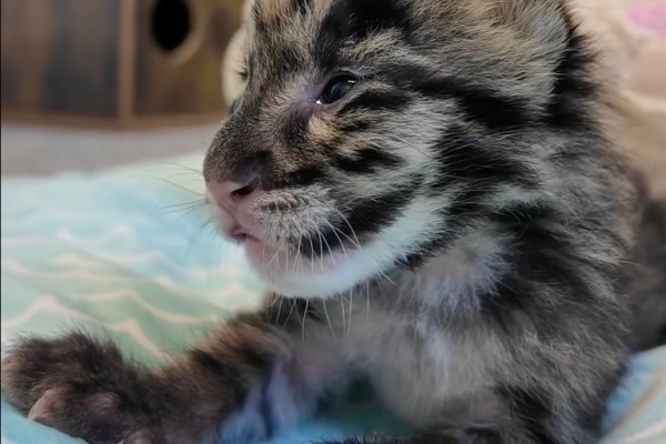 baby clouded leopard