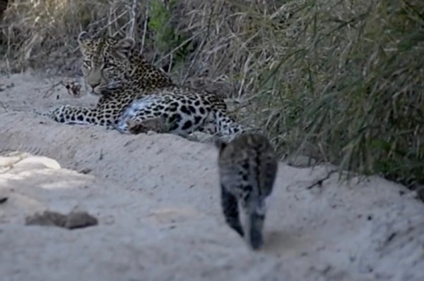 baby leopard