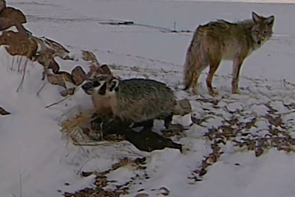 coyote badger