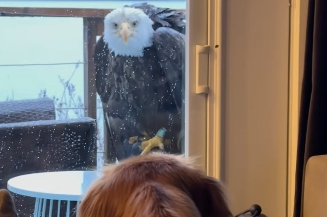 bald eagle dog washington porch